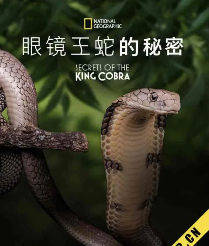 眼镜蛇的秘密
